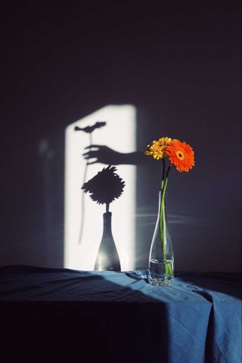 Shadow Play Interior